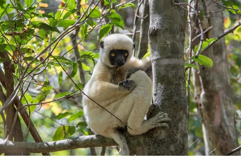 Кольцехвостый лемур. Кольцехвостый (кошачий) лемур. Лемур эстетика. Мадагаскарский лемур. Примат с мадагаскара 5 букв.
