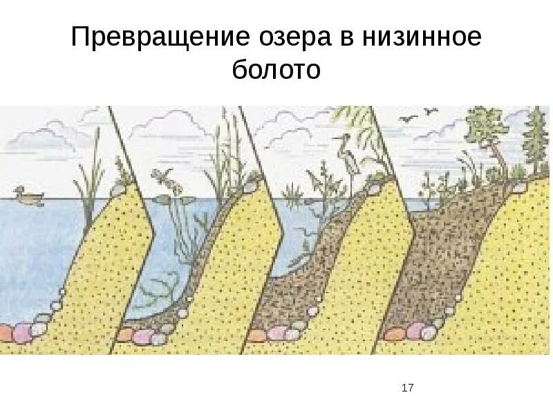 Видовой состав болота. Превращение озера в Низинное болото. Вторичная сукцессия схема. Строение болота. Схема болота.