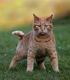 Бойцовская кошка