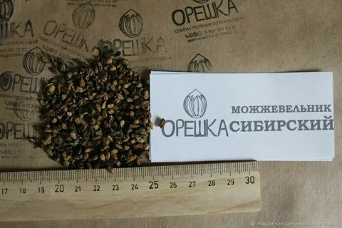 Семена можжевельника