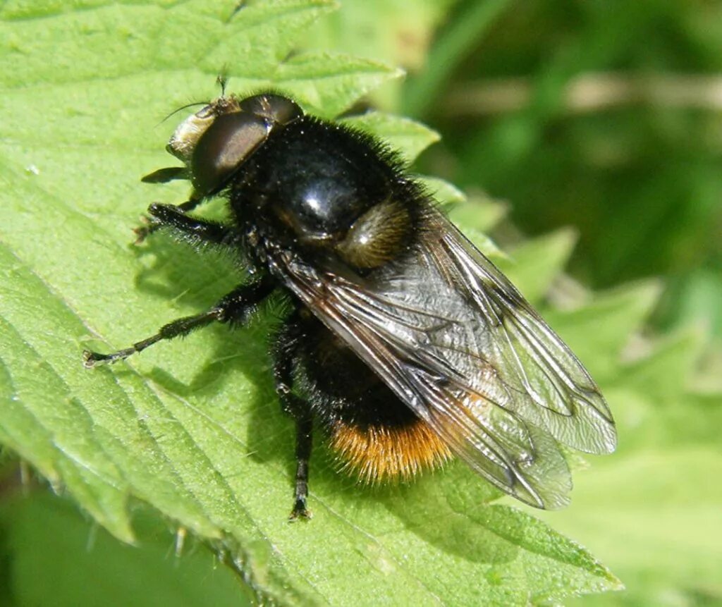 Шмелевидка муха журчалка. Volucella bombylans. Личинка шмелевидки volucella inanis. Шмелевидки мухи. Шмелевидки мухи.