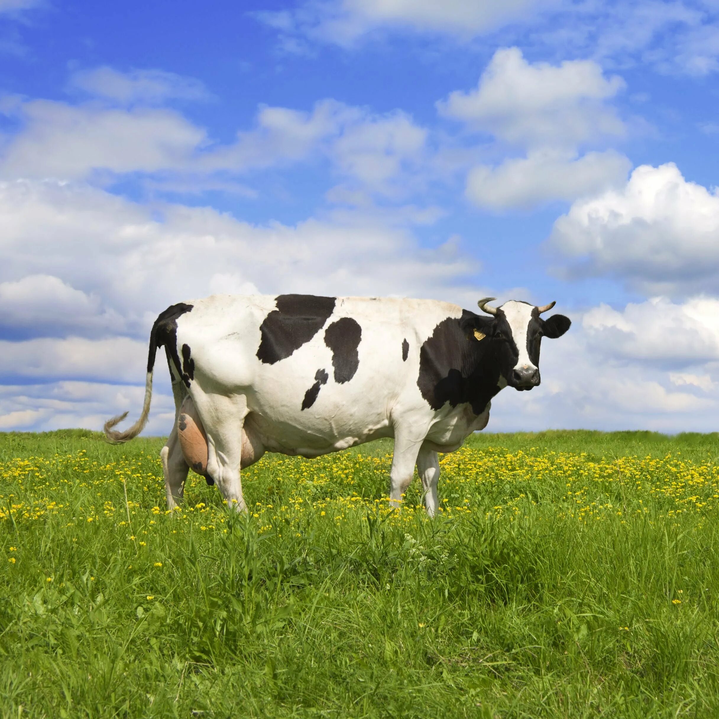 Pin by Melanie Hineman on fablehaven/Dragonwatch Cow pictures, Cows funny, Cow a