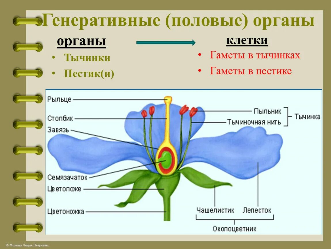 Строение цветка. Строение листа цветка. Внешнее строение растений. Женские половые органы растений.