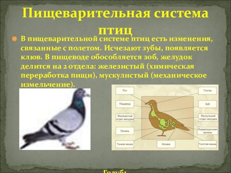 Функции пищеварительной системы у птиц. Класс птицы пищеварительная система. Строение пищеварительной системы птиц. Птицы строение пищеварительной системы кратко. Пищеварительная система класса птиц