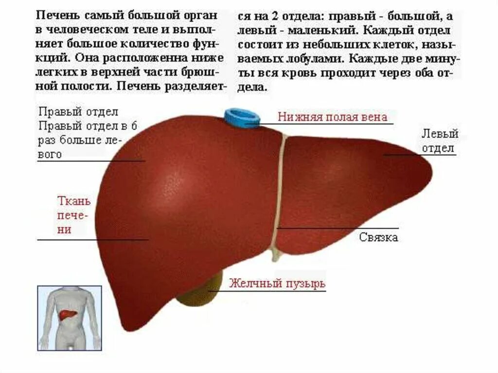 Самая большая печень. Схема строения печени. Печень анатомия человека. Строение печени анатомия.