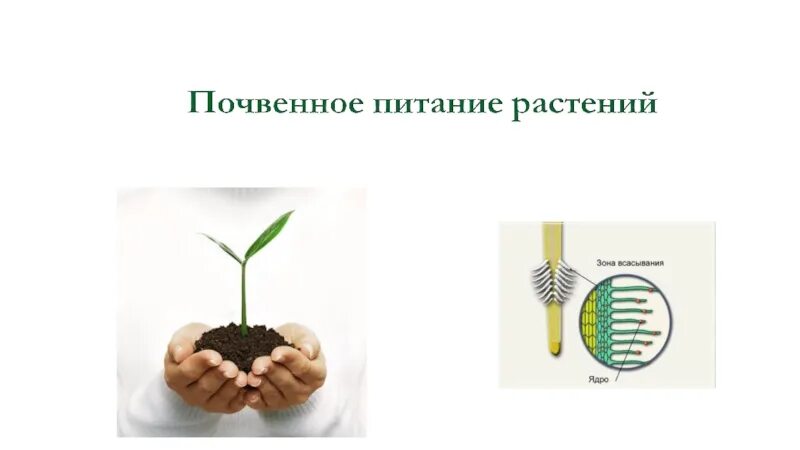 Орган растения обеспечивающий минеральное питание. Питание растений. Минеральное питание растений. Минеральное питание растений схема. Минеральное питание растений 6 класс.