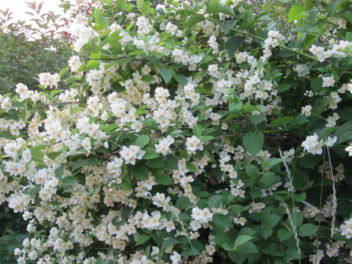 Чубушник живая. Чубушник живая. Чубушник живая. Чубушник живая изгородь. Чубушник глетчер.