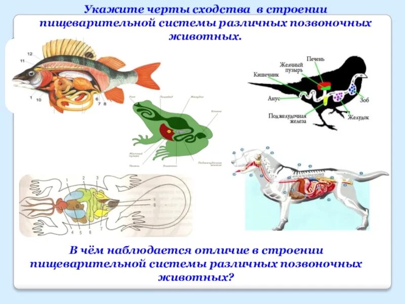 План строения позвоночных животных. План строения позвоночных животных