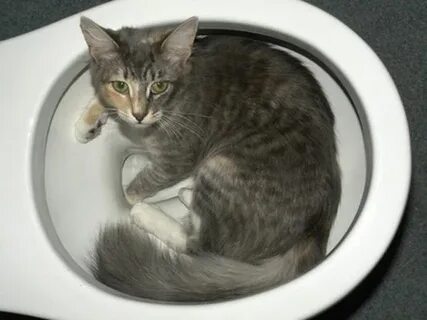 Кошка часто писает по чуть чуть