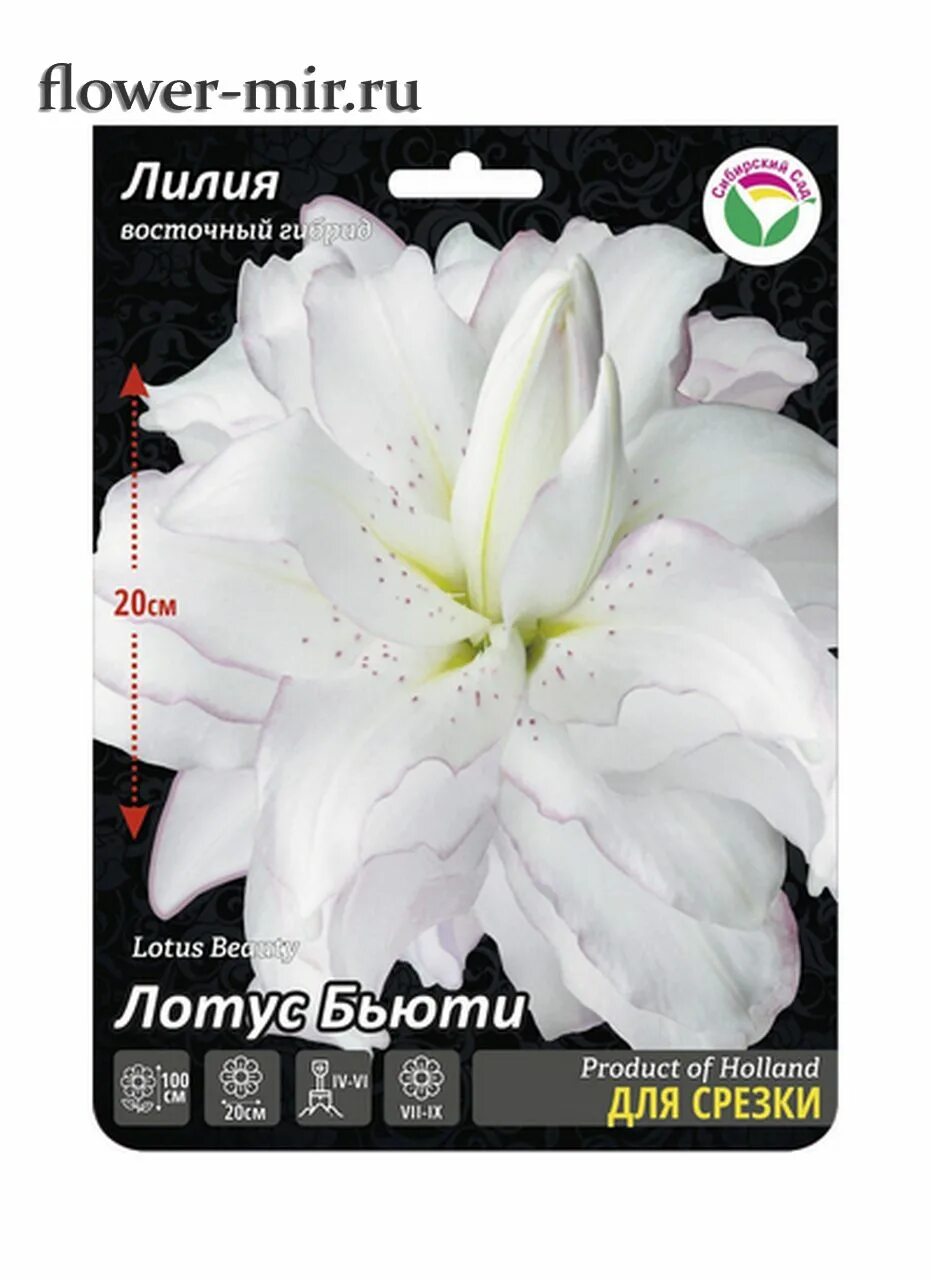 Купить Лилия Pura Puro - Лилия - GardenPlants