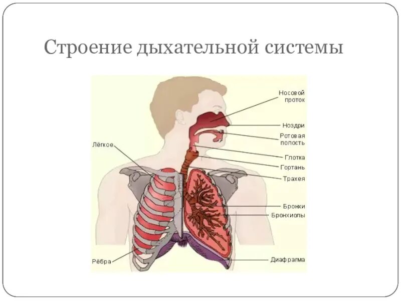 Дыхание и кровообращение. Дыхание и кровообращение 3 класс. Карточка строение органов дыхания. Нафас олиш.