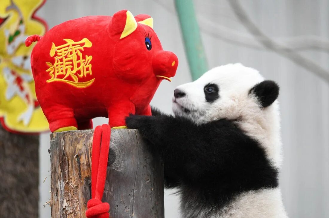 Year pandas