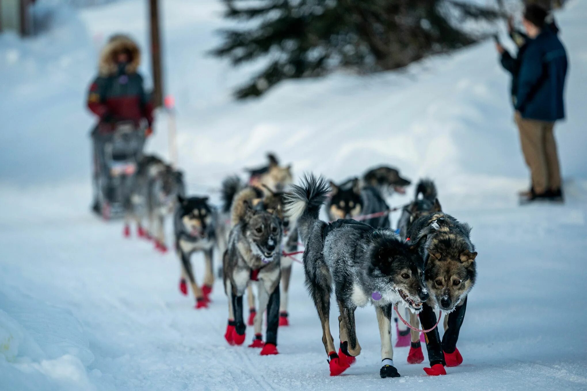 Упряжка на аляске. Аляска Айдитарод. Iditarod Trail Sled Dog Race. Аляска собачьи упряжки. Норвежский ездовой метис.