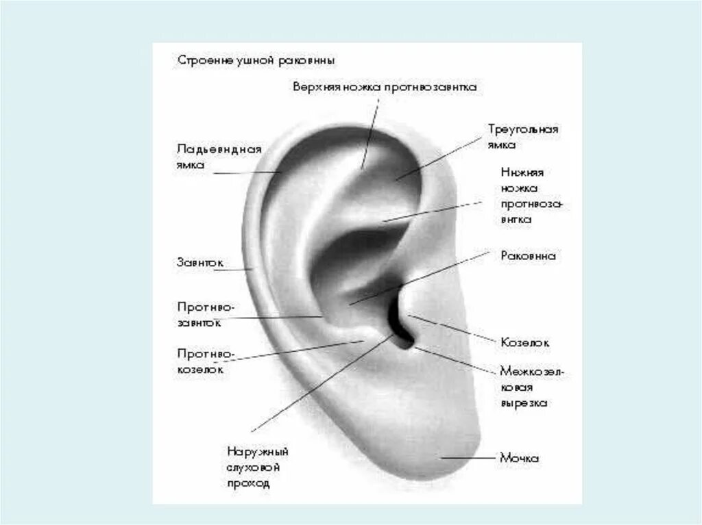 Ушная раковина какое ухо. Анатомия ушной раковины уха человека. Строение наружного уха хрящ. Козелок ушной раковины анатомия. Строение наружного уха человека схема.