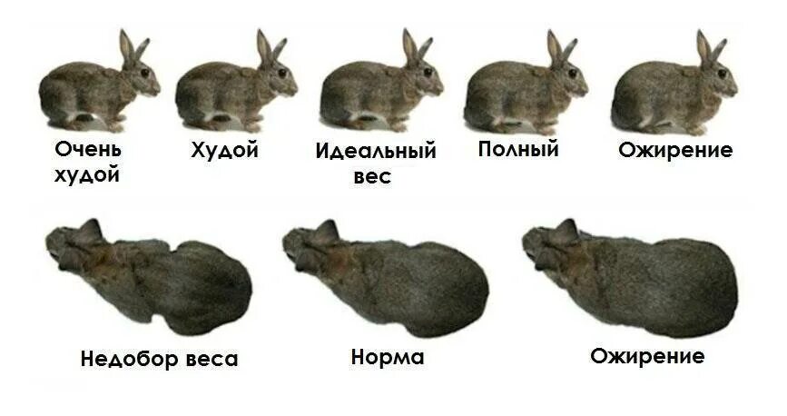 Как назвать зайца