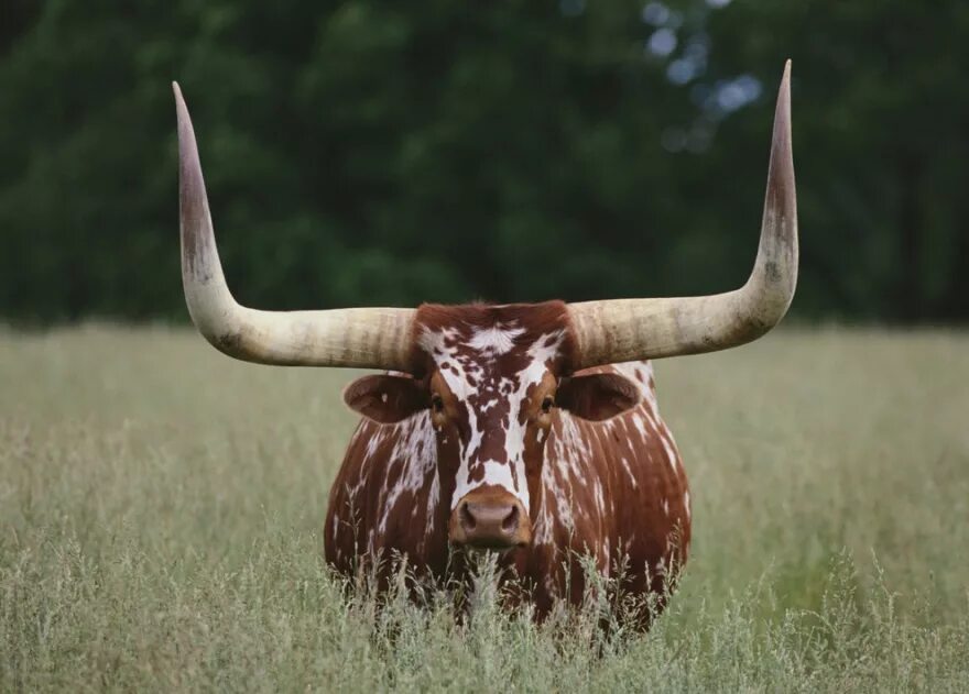 Рога число. Демонические рога. Рога число. Рога число. Рога число.