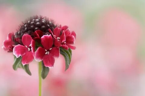 But flowers