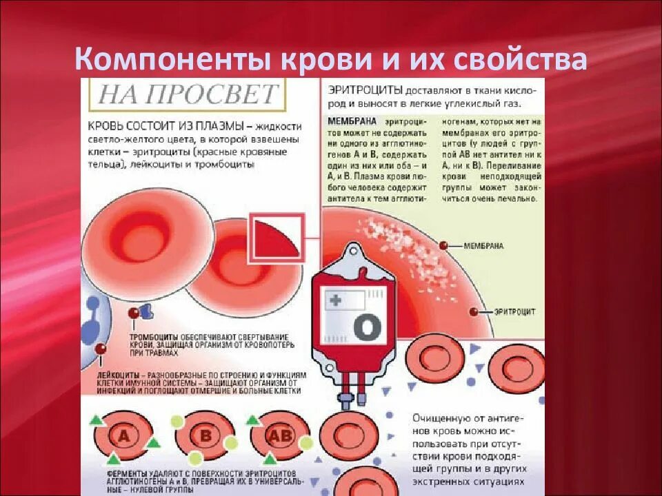 Эритроцит плазма