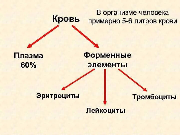 Кровьэто жидкость красного цвета Это разновидность соединительной ткани