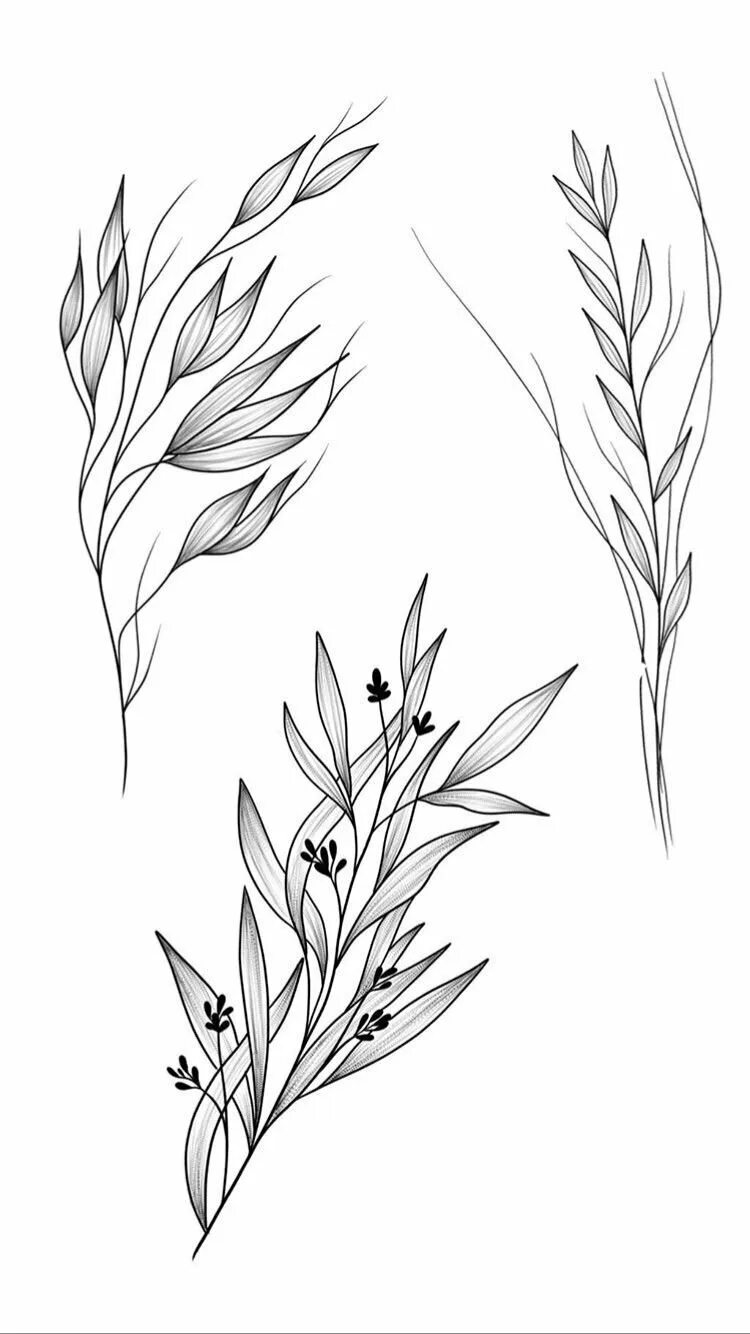 Тату веточка эскиз. Ветка эскиз. Ветви тату эскиз. Ветка эскиз. Гинкго билоба ботаническая иллюстрация.