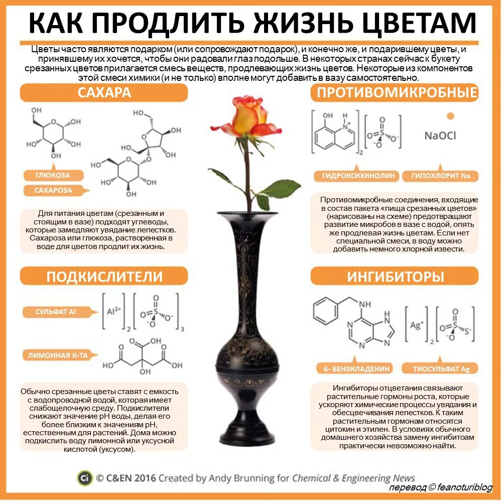 Как дольше сохранить срезанные розы в вазе. Химический цветок. Инфографика химия. Продлить жизнь букету. Химия растений инфографика.