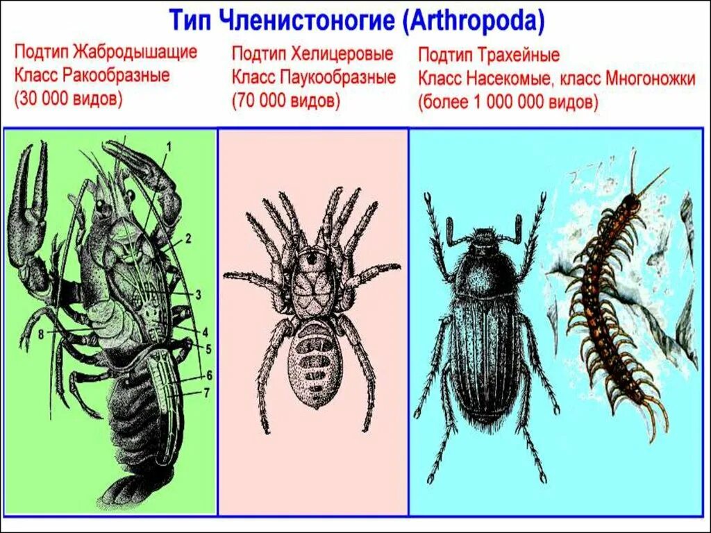 Ракообразные паукообразные насекомые конечности. Членистоногие ракообразные паукообразные насекомые. Представители типа членистоногих. Тип Членистоногие Arthropoda. Тип Членистоногие представители.