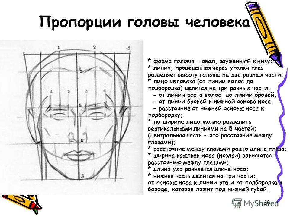 Пропорции человеческого лица схема. Глаза посередине лица построение. Где находится линия глаз. Внутренний и внешний уголок глаза. Строение глаза для макияжа.