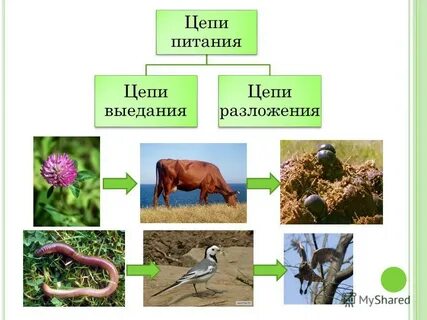 Составьте пастбищную цепь питания