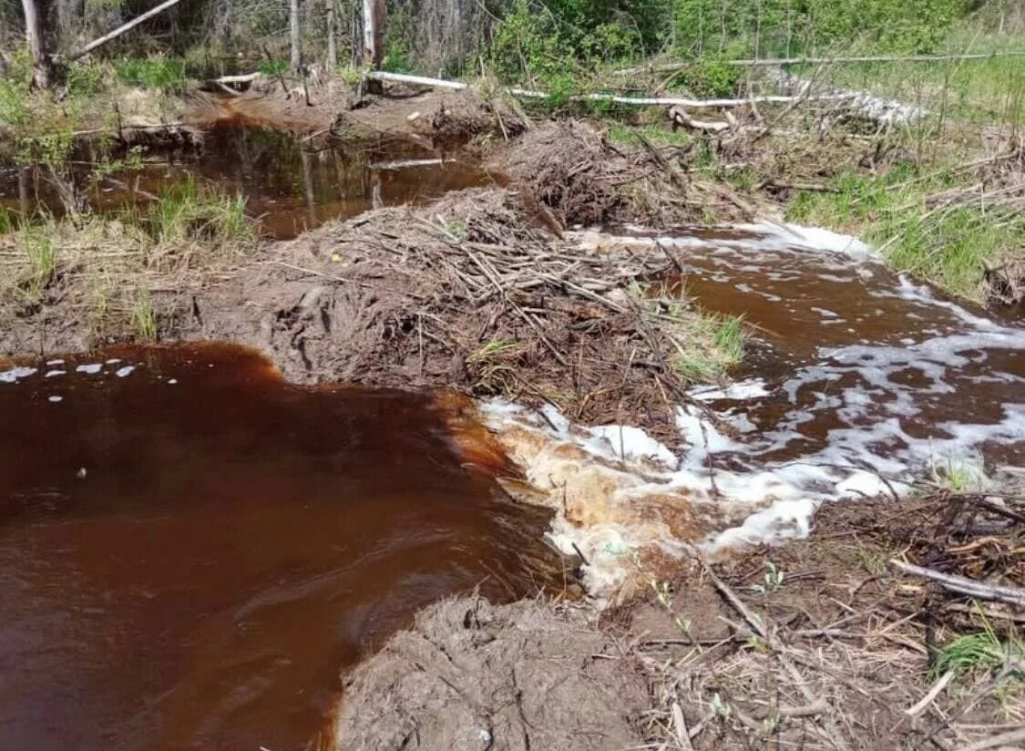 Люди перегородили реку большой плотиной вода выше. Бобры перегородили реку. Бобровая плотина. Бобры перекрыли реку. Бобры в Ленобласти.