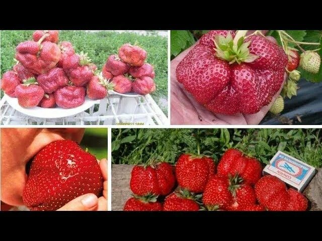 Сорт клубники цунаки. Клубника сорт камрад победитель. Клубника камрад описание отзывы. Клубника пандора описание сорта. Клубника камрад победитель отзывы описание сорта.