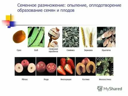 Размножение с помощью семян характерно