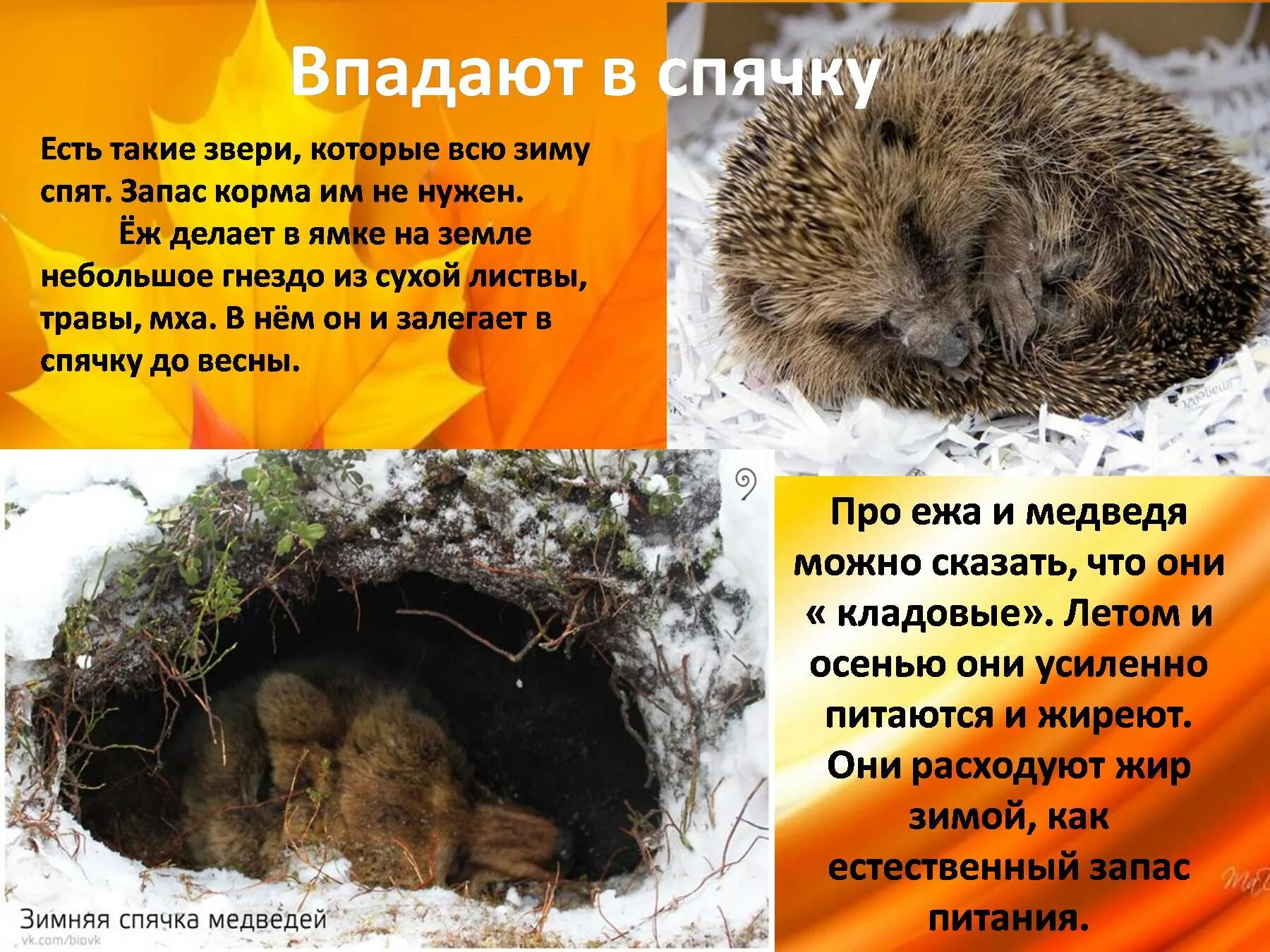 Зимой еж барсук. Как животные готовятся к зиме. звери готовятся к спячке. животные в спячке зимой для детей. животные впадают в спячку осенью.