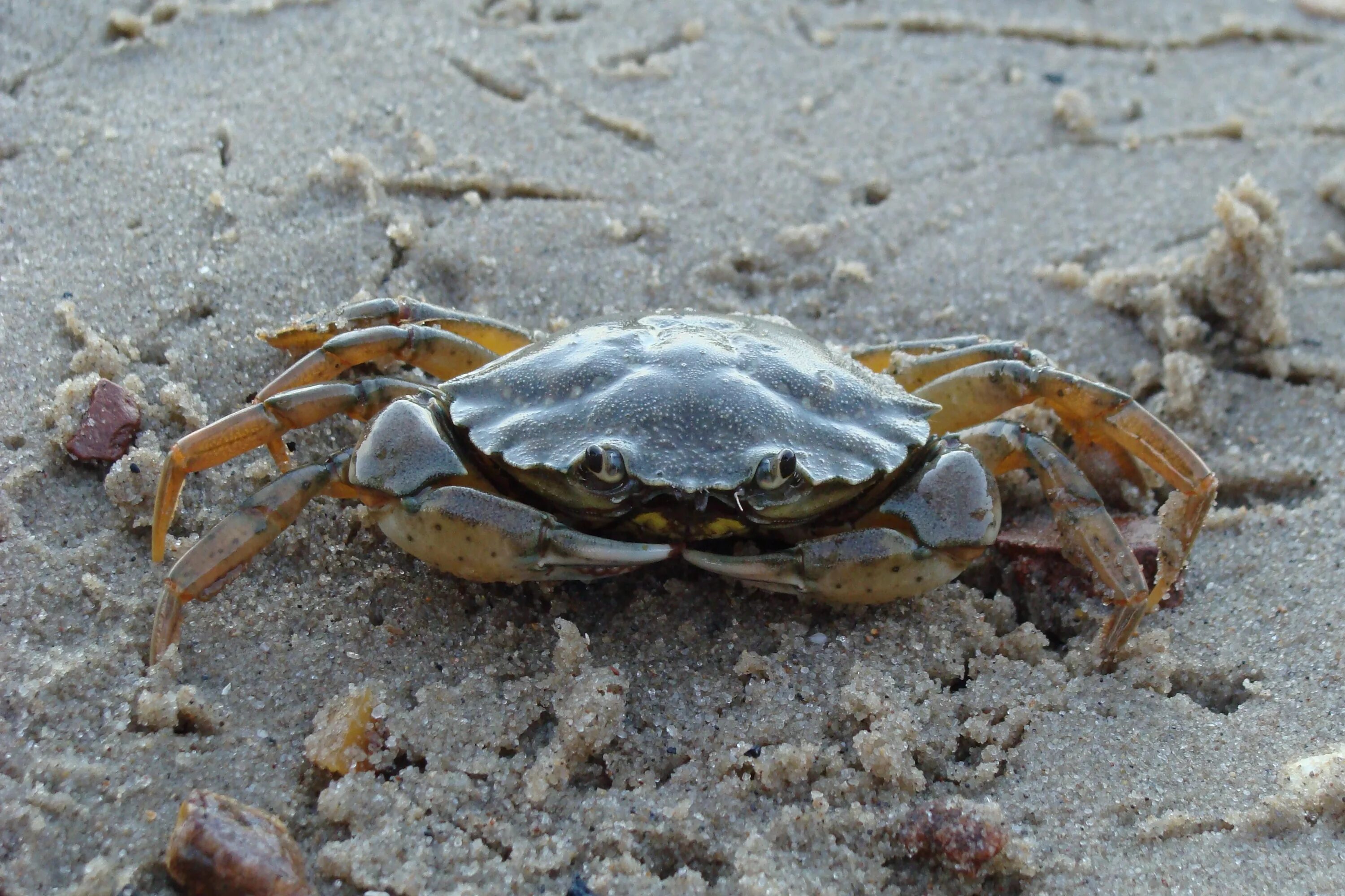 Краб металлический. Carcinus Maenas. Краб тудротс. Краб эриохейр. Озерный краб.