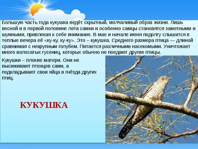 Краткое содержание кукушка 7 класс. Расскажите о кукушке. Рассказать про кукушку. Интересное о кукушке. Образ жизни кукушки.