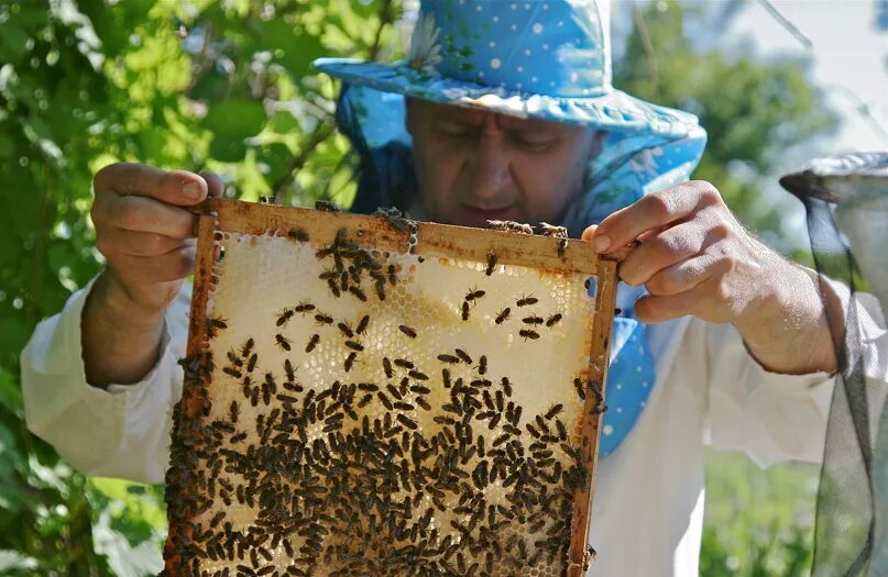 Пчелосемьи купить воронежская. Пасечник пчеловод. Пасечник профессия. Пчелы пасека. Пчеловодство для детей.