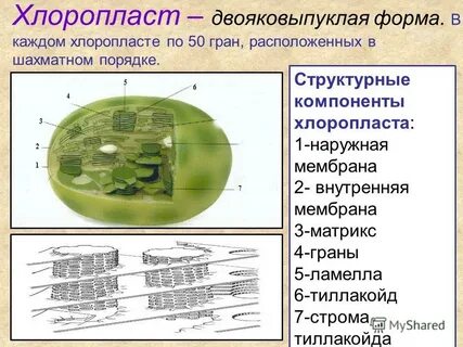 В хлоропластах содержится зеленый пигмент