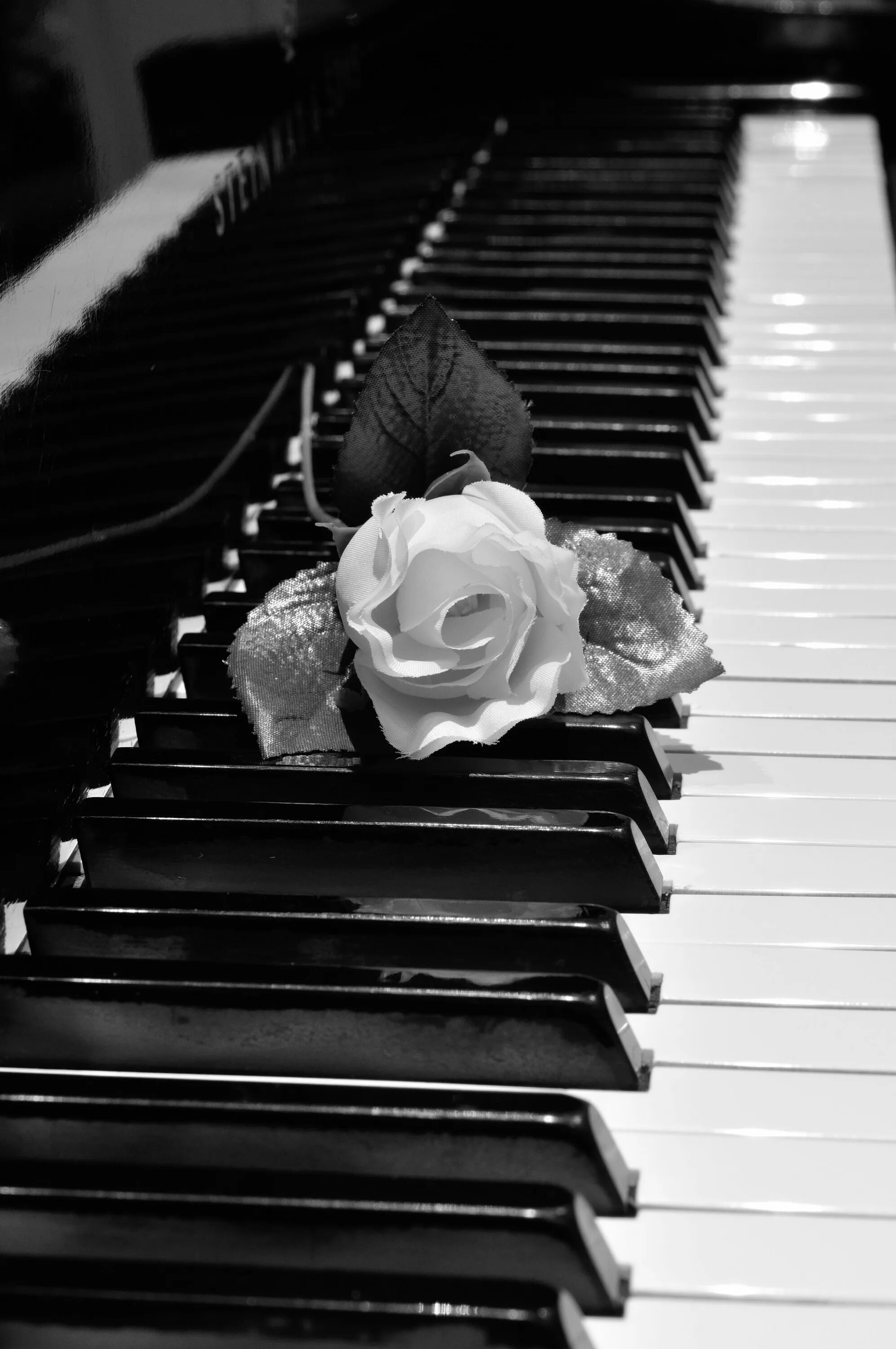 Музыка белый мир. Красивое пианино. Черно белые клавиши. Пианино в черном белом. Клавиши и цветы.