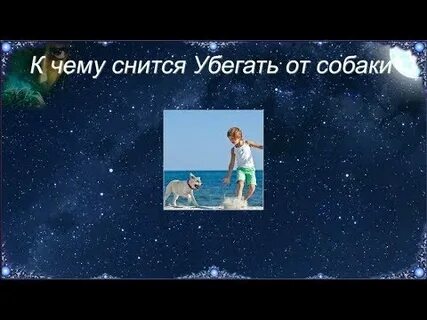 Сон убежала собака к чему снится