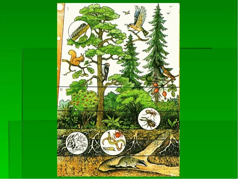 Экосистема леса. Экосистема леса презентация. Экологическая система леса. Структура экосистемы леса. Пищевая цепочка экосистемы леса.