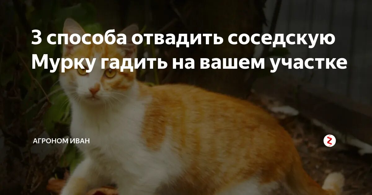 Чужой кот ходит на участок. Кот копает гиф. Как бороться с чужими котами в своем дворе. Кот мчится. Кот идет по забору.