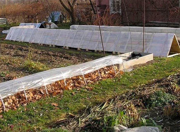 Чем укрыть розу на зиму в огороде. Воздушно-сухое укрытие для роз. тоннельное укрытие роз. укрытие роз на зиму в подмосковье. укрытие плетистых роз на зиму в подмосковье.