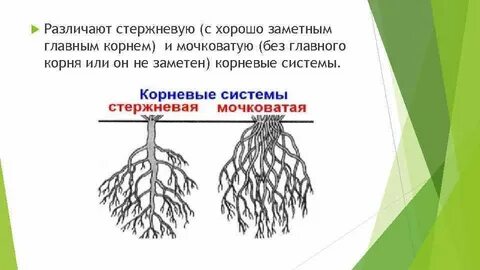 Корневой системой называют