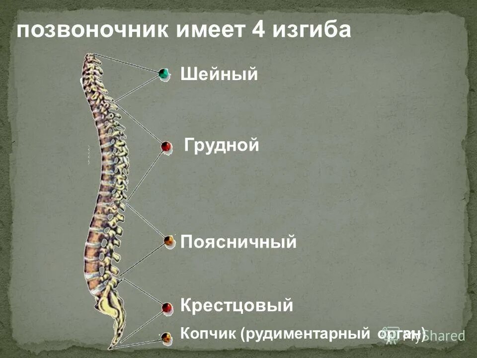 Позвоночный столб изгибы. Формирование изгибов позвоночного столба анатомия. Физиологические изгибы позвоночника. Формирование изгибов позвоночника у ребенка. Позвоночный столб формирование изгибов.