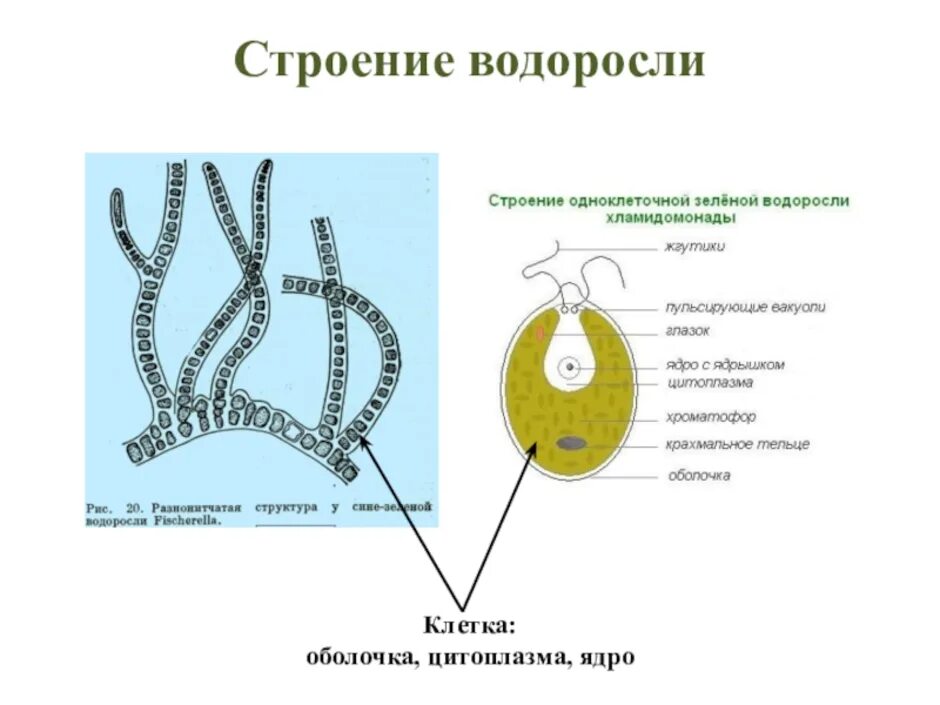 Клетки водорослей образованы