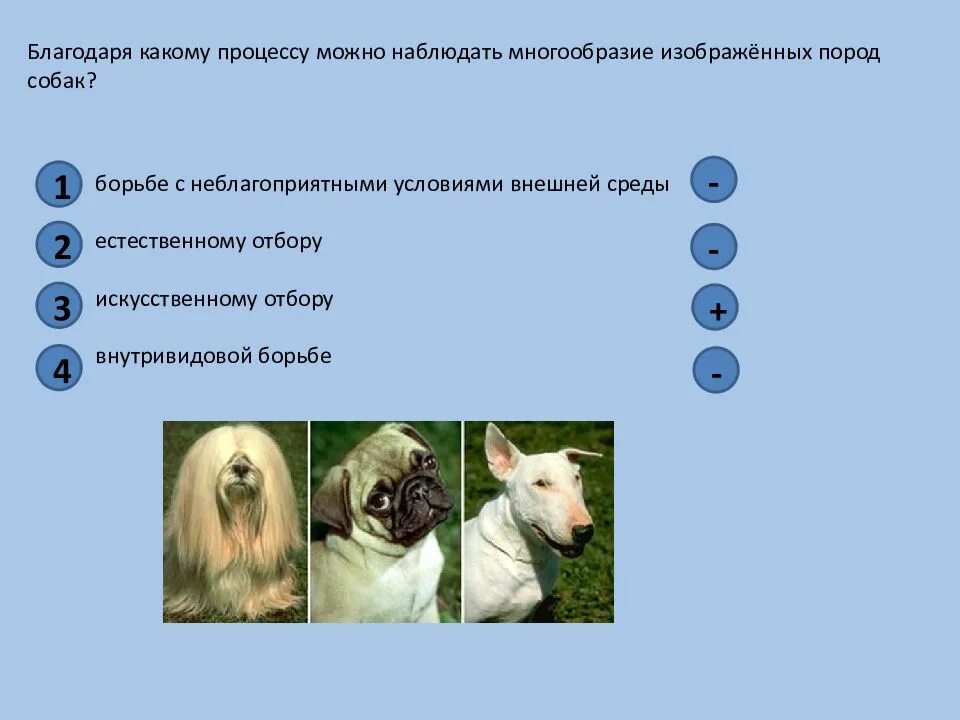 Наибольшее разнообразие наблюдается в. Разнообразие пород собак. Благодаря какому процессу можно наблюдать многообразие пород собак. Благодаря какому процессу. Благодаря каким свойствам животных достигли большого многообразия.