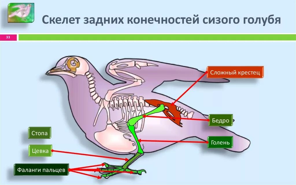 Строение скелета сизого голубя. Задние конечности в скелете сизого голубя. Скелет птицы строение пояс задних конечности. Скелет птицы пояс задних конечностей.