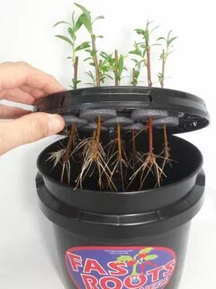 Наращивание корневой системы