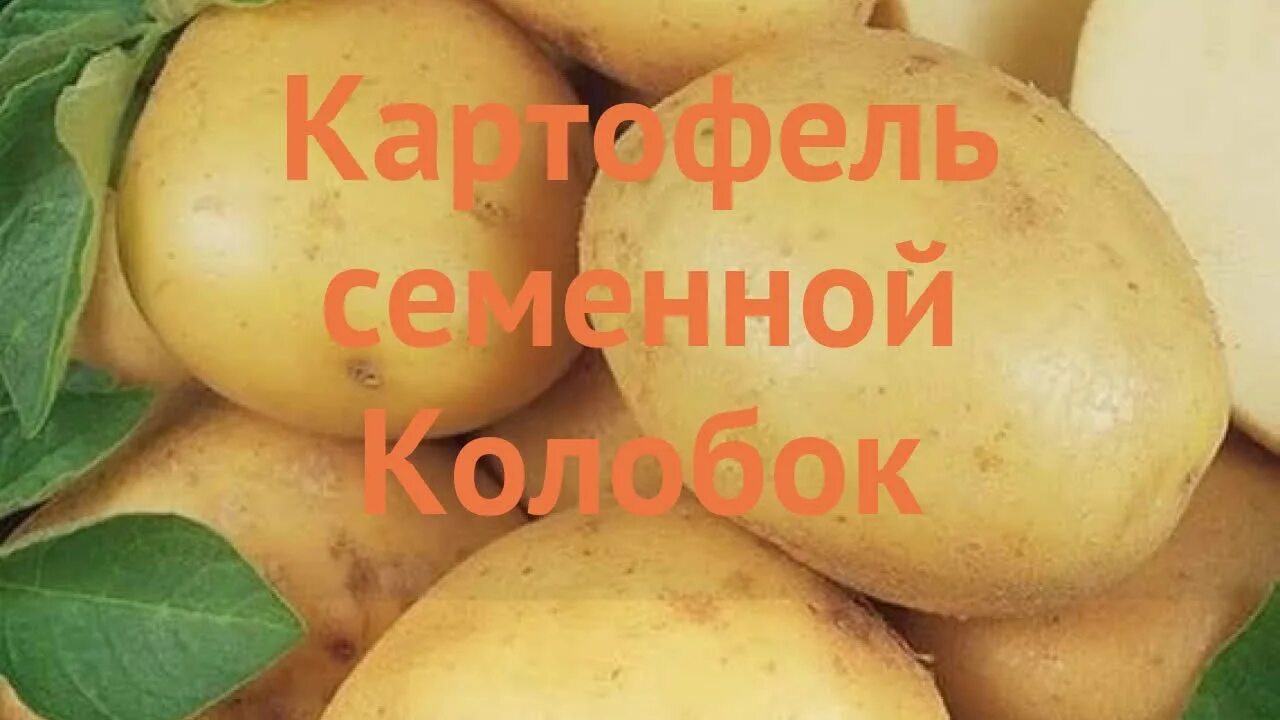 Картошка Колобок. Коломбо Колобок картошка. Картофель Колобок описание сорта. Колобок картофель характеристика