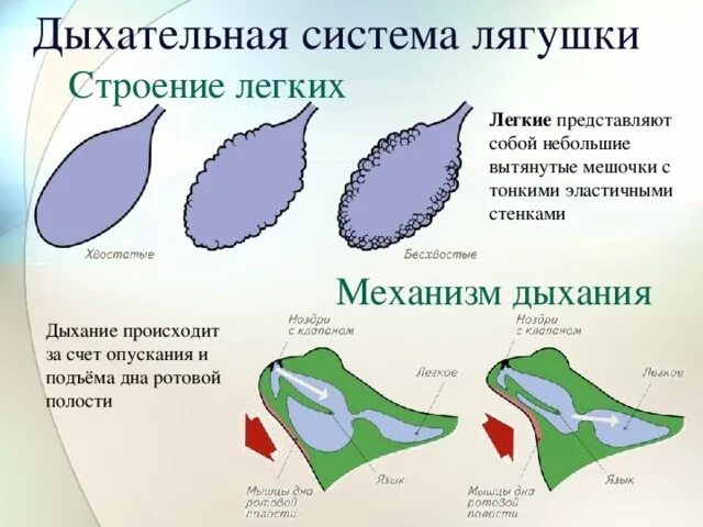 Дыхание лягушек в воде