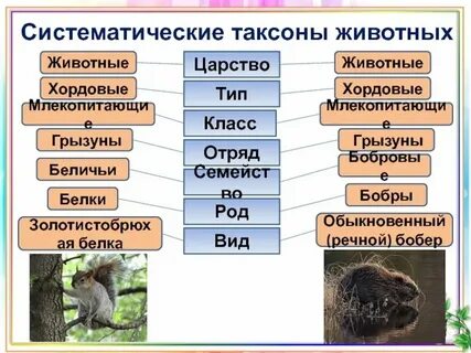 Систематические категории огурца обыкновенного
